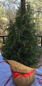 If you don't want to decorate a large Christmas tree, try a table rosemary tree.