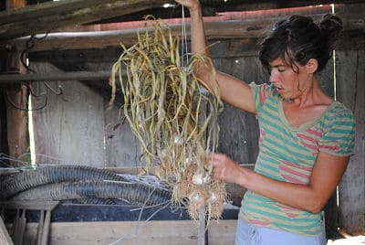 Check out the garlic drying in Veronica's barn.