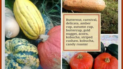 know your squash poster with a variety of squash