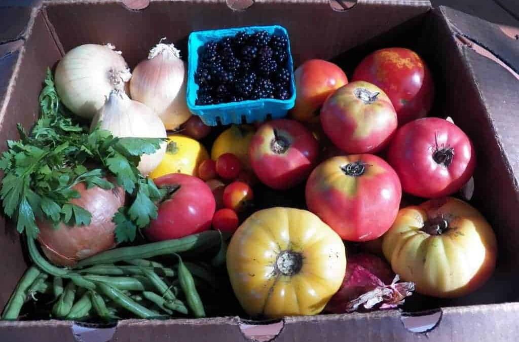 Sample of CSA box from Flying Cloud Farm