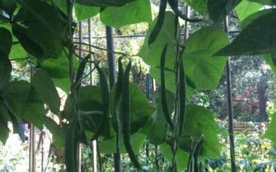 Protect Our Food Heritage & Improve Your Health!