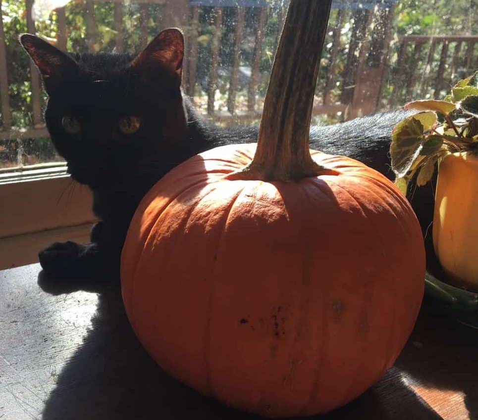 Black Cat and Pumpkin