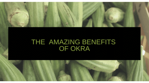 picture of okra