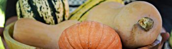 Fall Squash will last the entire winter to cook later