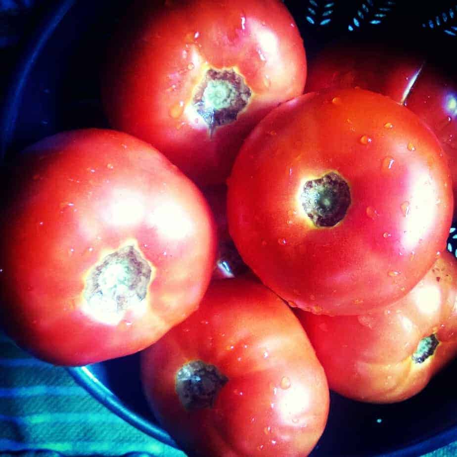 Fresh local tomatoes, the main ingredient for salsa