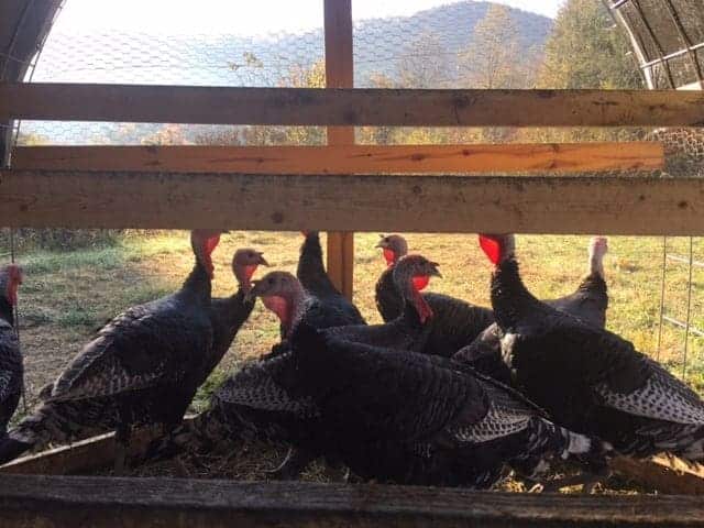 A beautiful mountain setting for theTurkeys on Franny's Farm