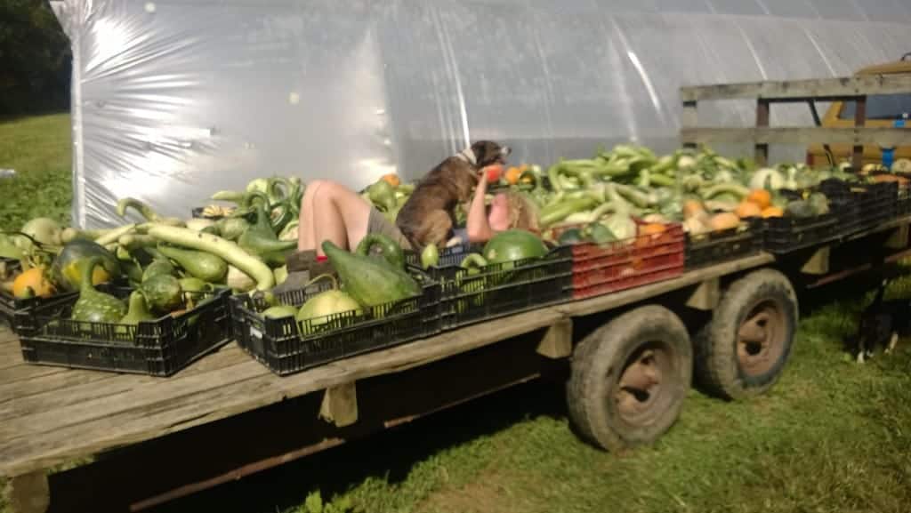 Love this picture of all the squash at flying cloud farm with local farmer and the farm dog. They are taking a break.