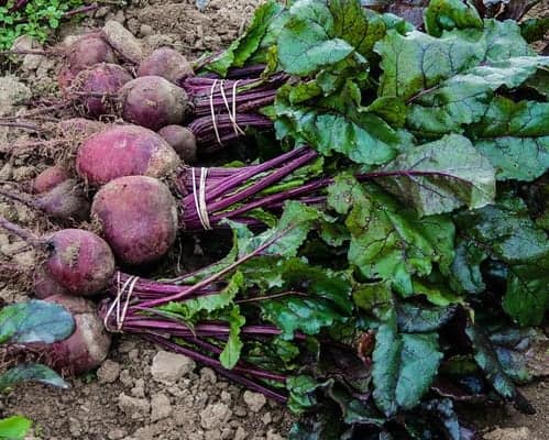 Locally grown beets in garden