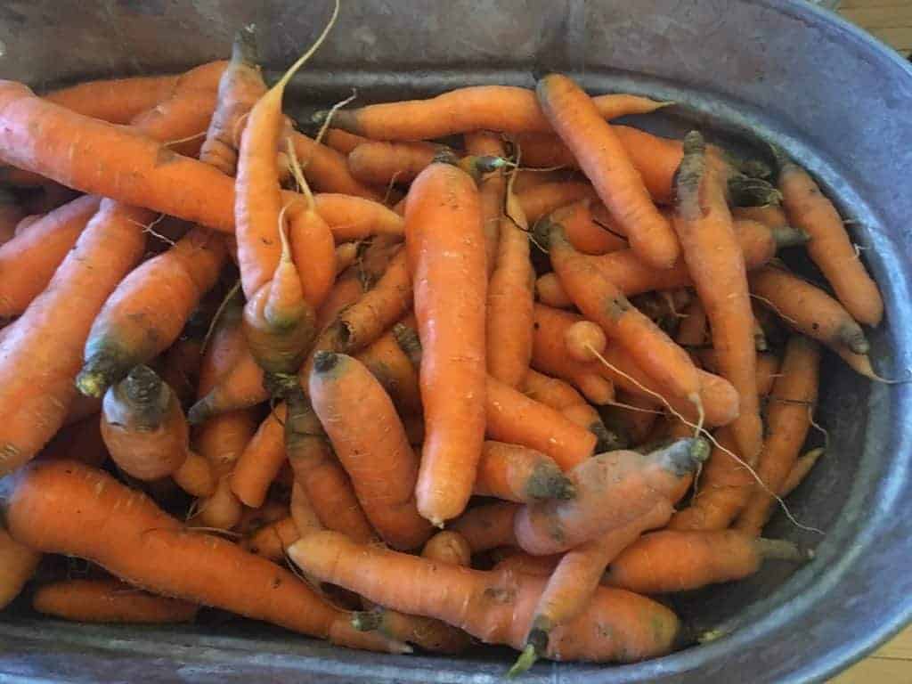 carrots at the farmer's market