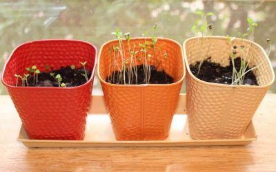 5 Reasons to Grow Your Food