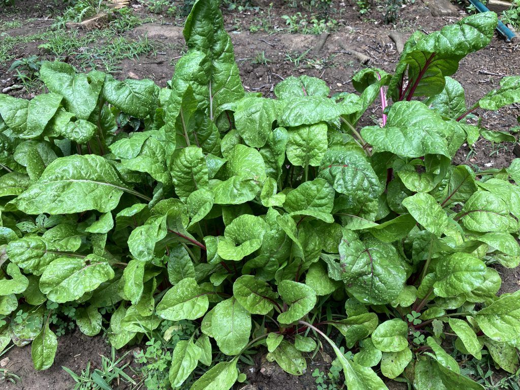 I grew the chard for this recipe!