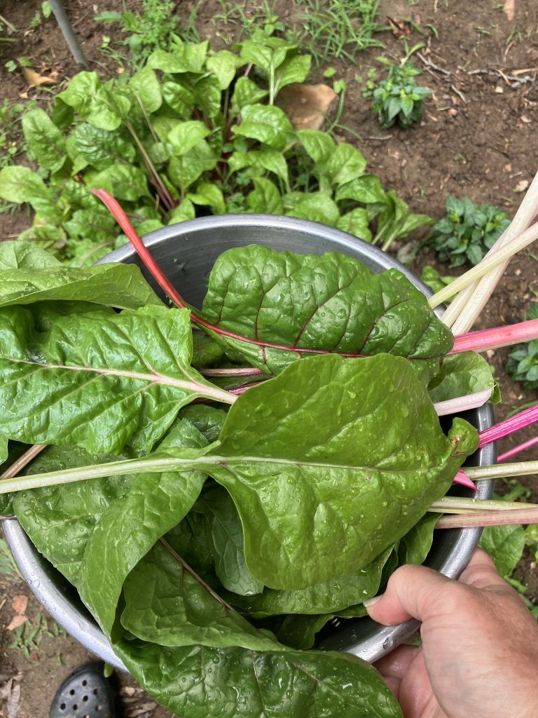 Swiss chard in a colander waiting to be washed